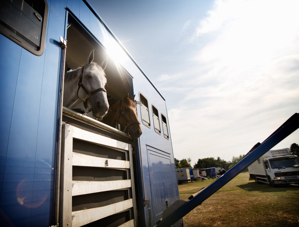 remorque pour chevaux